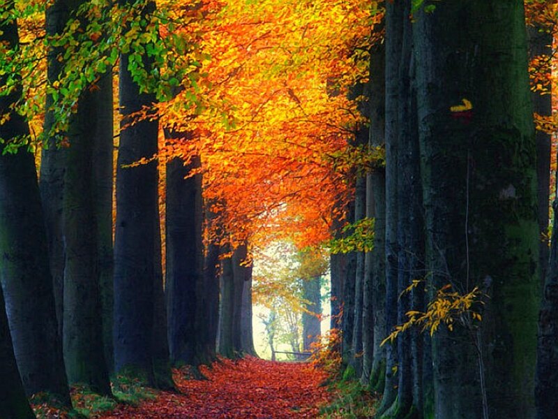 Autumn Tree Tunnel — Orange, Serene