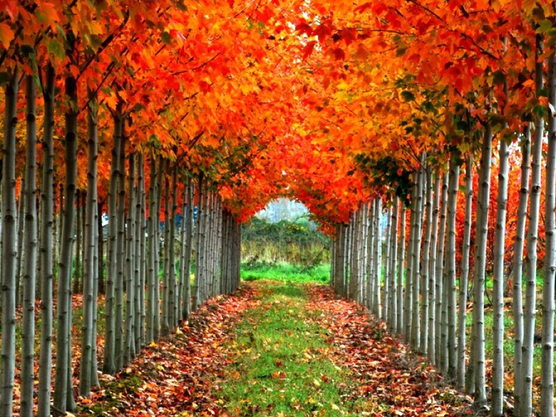 Autumn Tree Tunnel — Orange