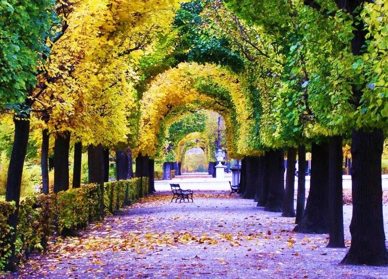 Autumn tree tunnel path