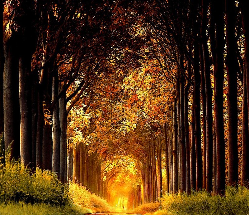 Autumn tree tunnel path