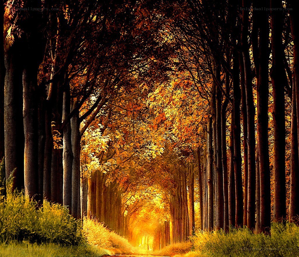 Autumn tree tunnel path