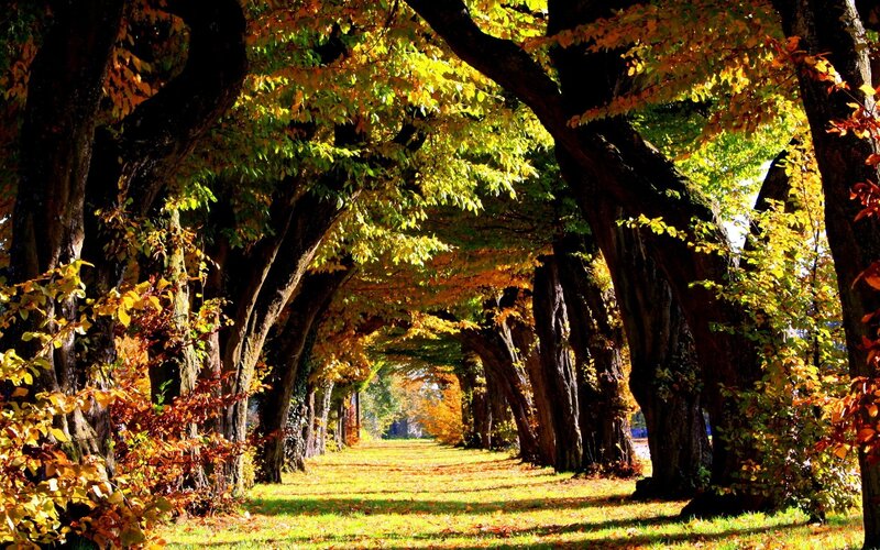 Autumn tree tunnel path