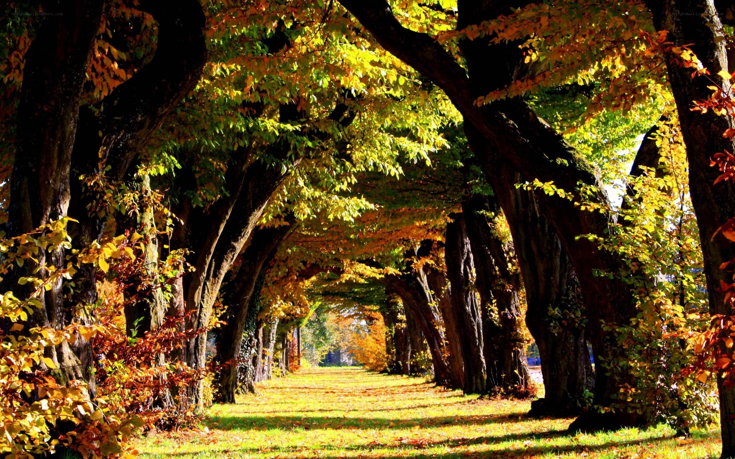 Autumn tree tunnel path