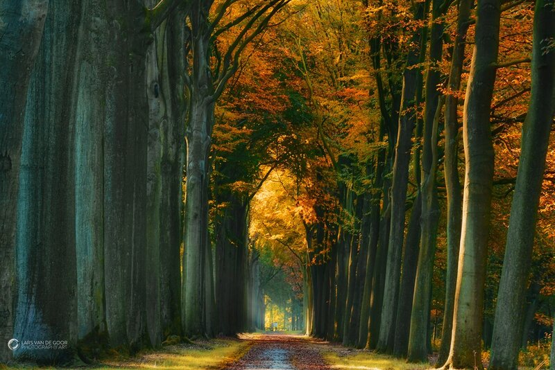 Autumn tree tunnel path