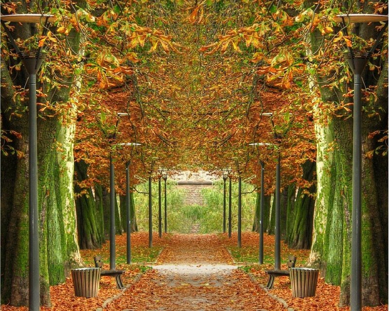 Autumn tree tunnel path
