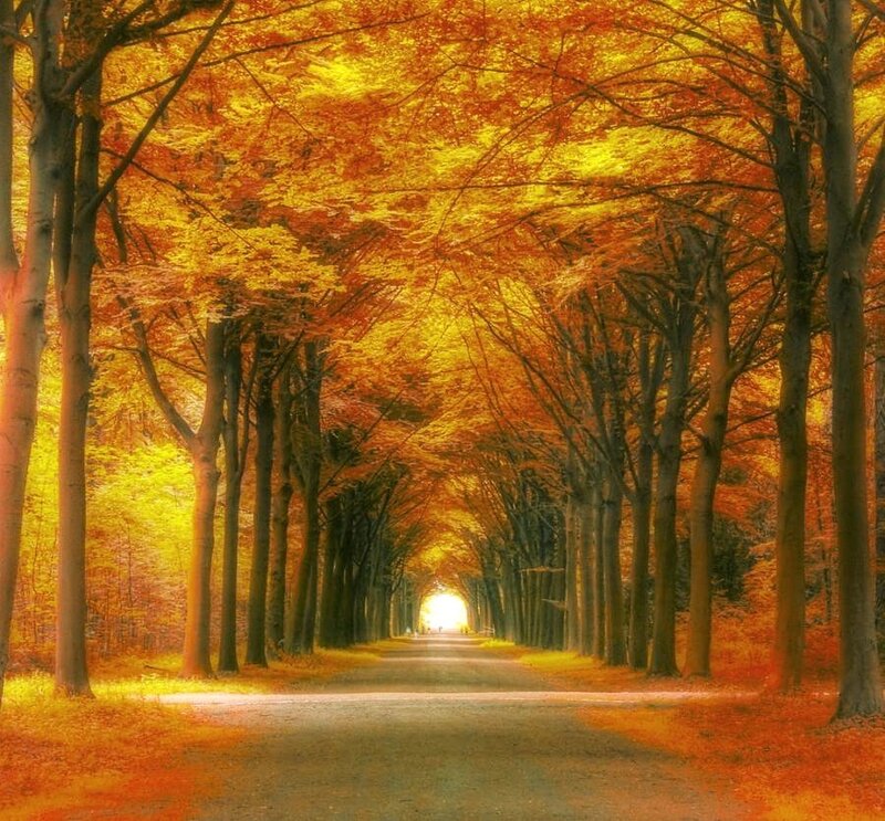 Autumn tree tunnel path