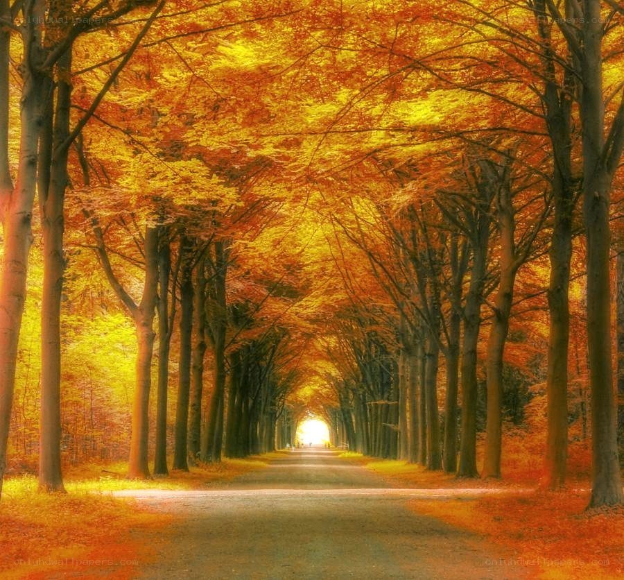 Autumn tree tunnel path