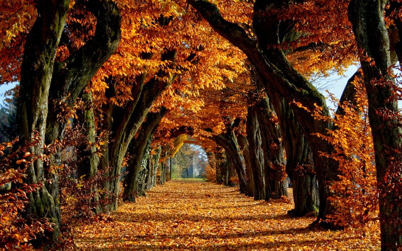 Autumn tree tunnel path