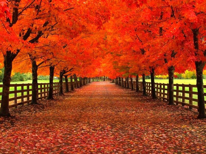 Autumn Tree Tunnel — Red, Serene, Photograph, Fence, Leaves