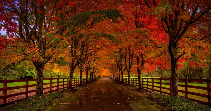 Autumn Tree Tunnel — Red, Serene, Photograph, Path