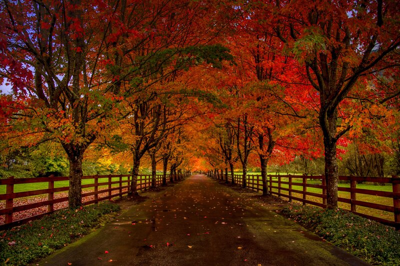 Autumn Tree Tunnel — Red, Serene, Photograph
