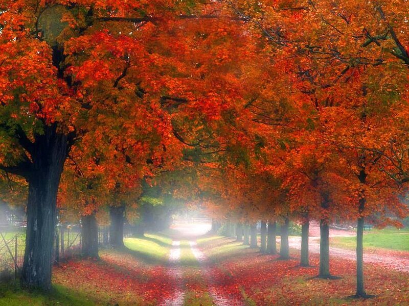 Autumn Tree Tunnel — Red