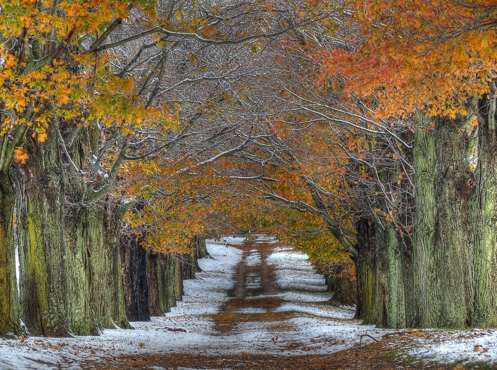 Autumn tree tunnel with snow