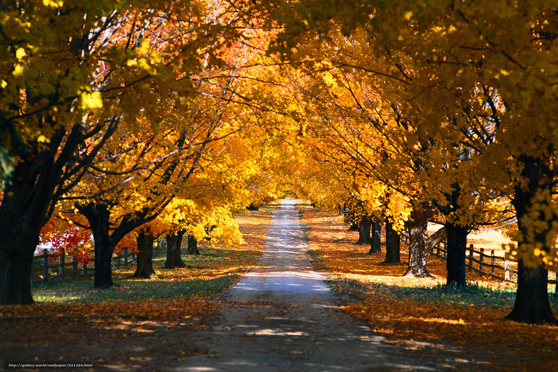 Autumn Tree Tunnel — Yellow, Serene, Photograph