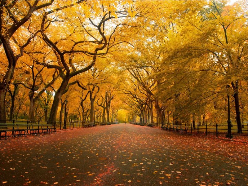 Autumn Tree Tunnel — Yellow, Serene