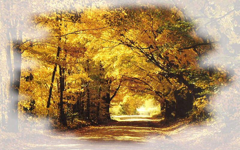 Autumn Tree Tunnel — Yellow