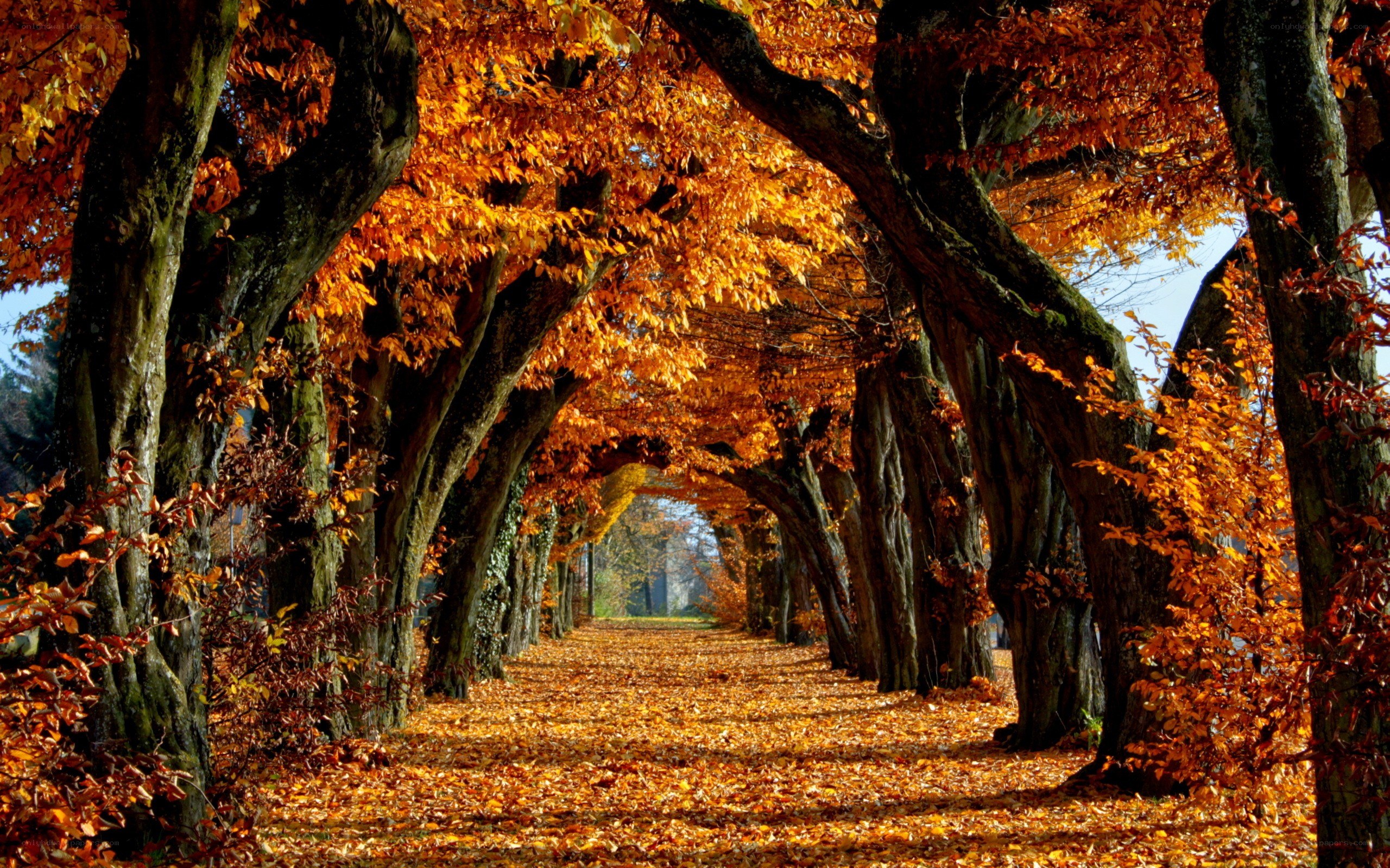 Autumn tree tunnel