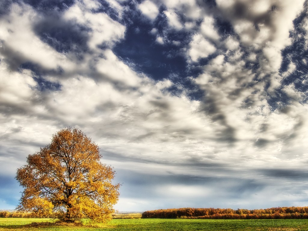 Autumn tree under cloudy sky