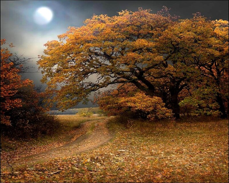 Autumn Tree under Moon