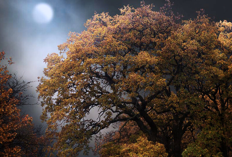 Autumn Tree under Moonlight — Orange