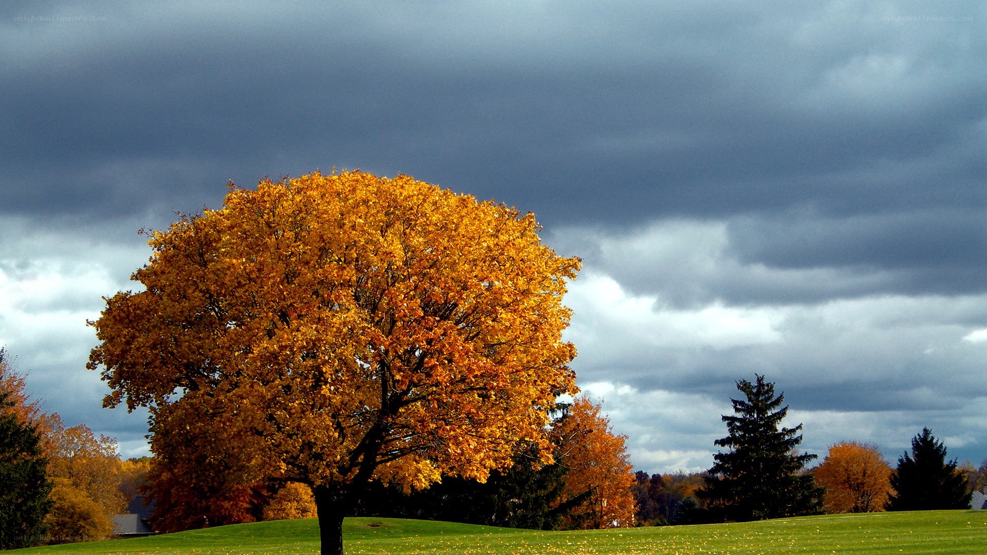 Autumn tree under stormy sky