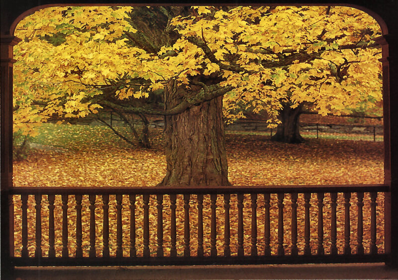 Autumn Tree View