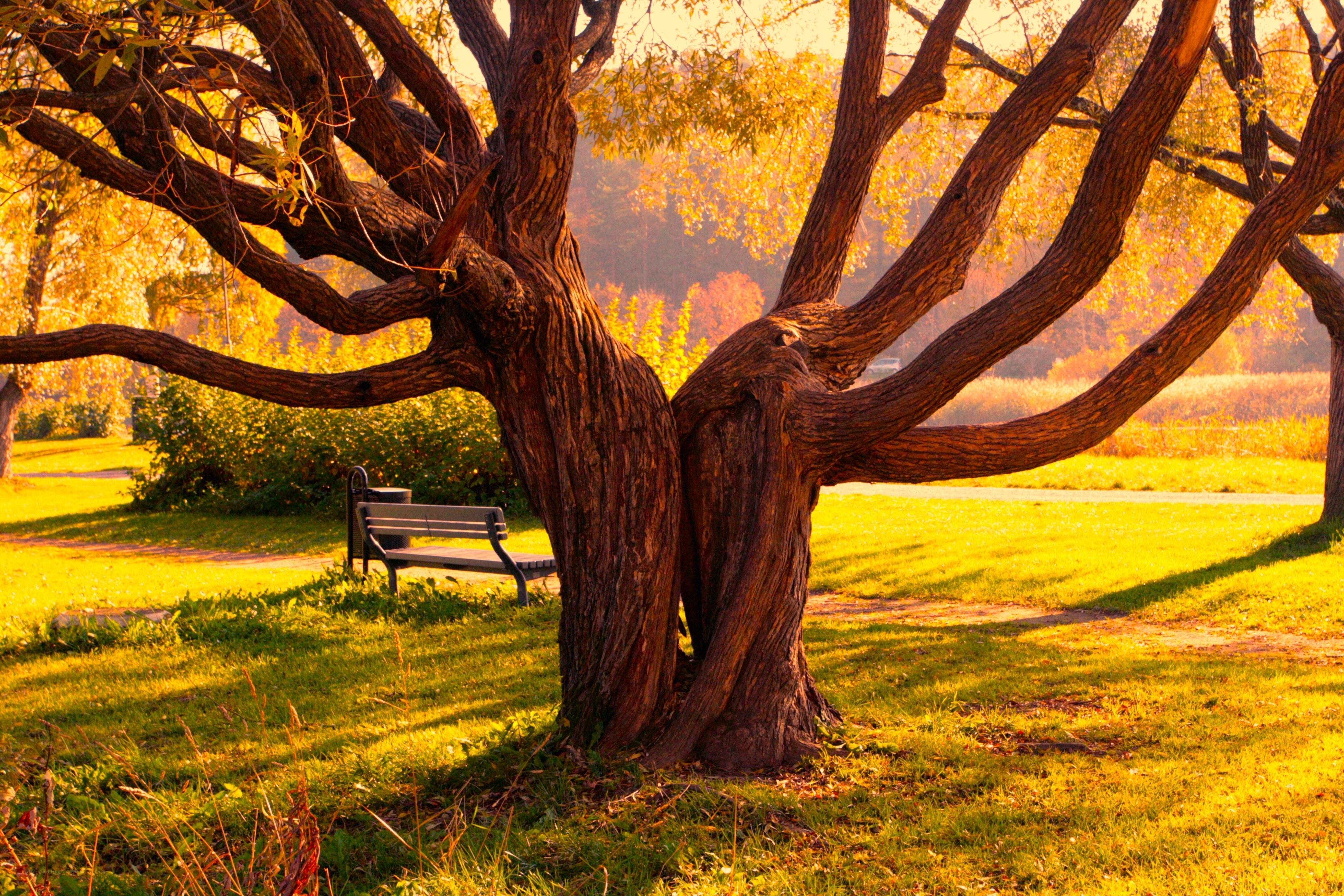 Autumn tree with bench
