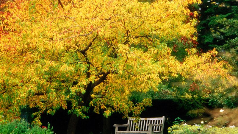 Autumn tree with bench
