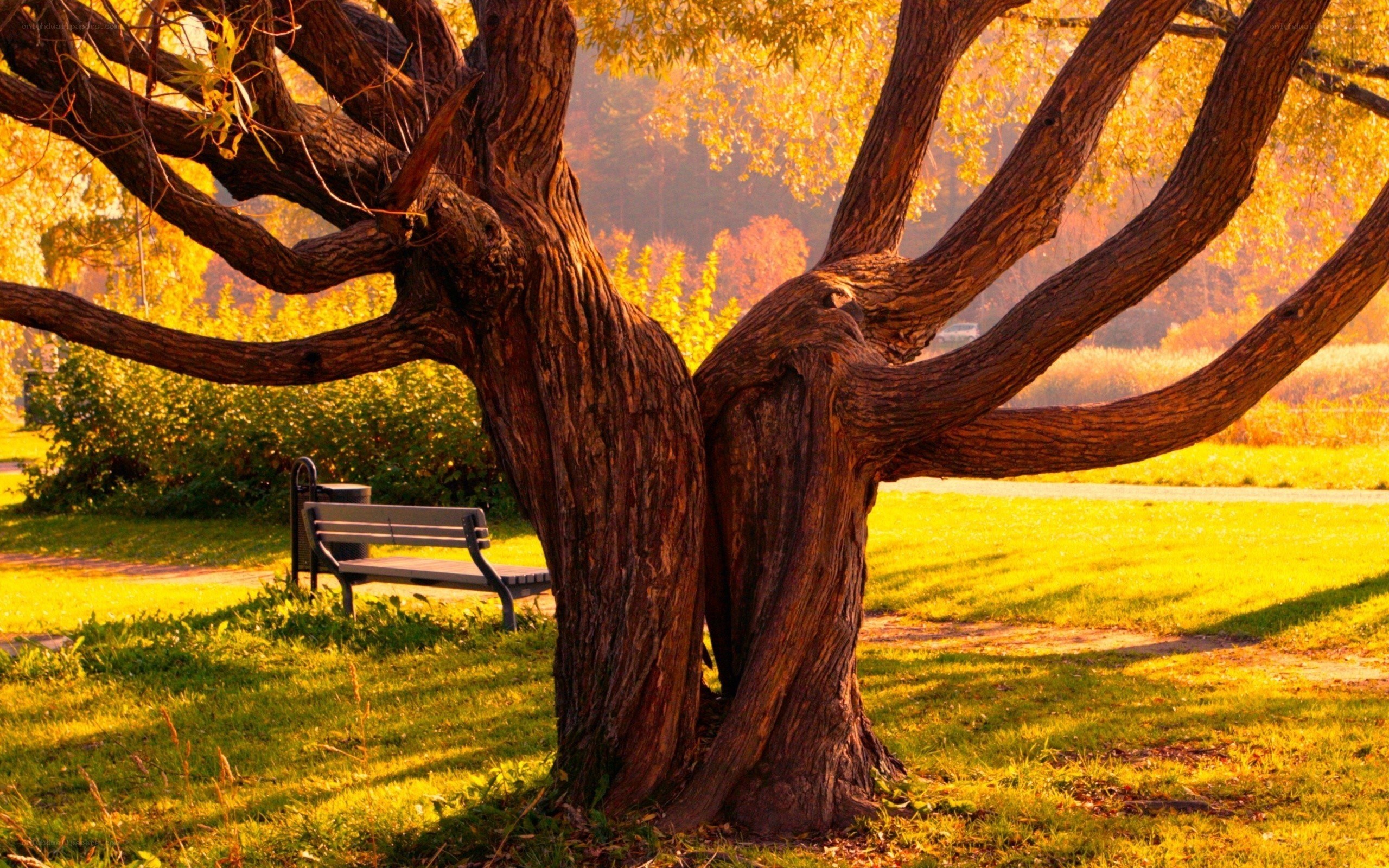 Autumn tree with bench