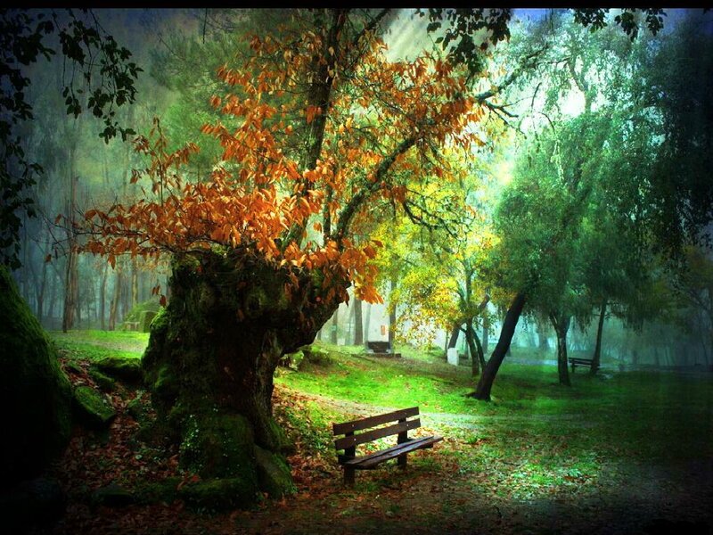 Autumn Tree with Bench — Green
