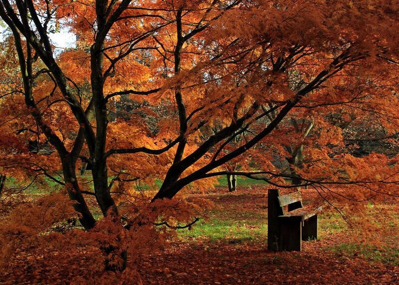 Autumn Tree with Bench — Orange, Serene, Photograph