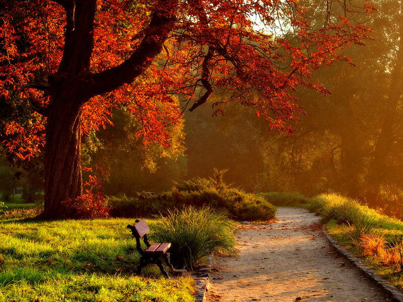 Autumn Tree with Bench — Orange, Serene, Sunset