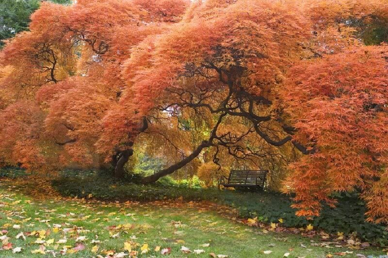 Autumn Tree with Bench — Orange