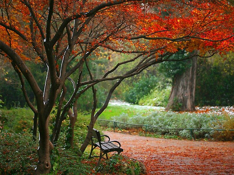 Autumn Tree with Bench — Red, Serene, Photograph, Path