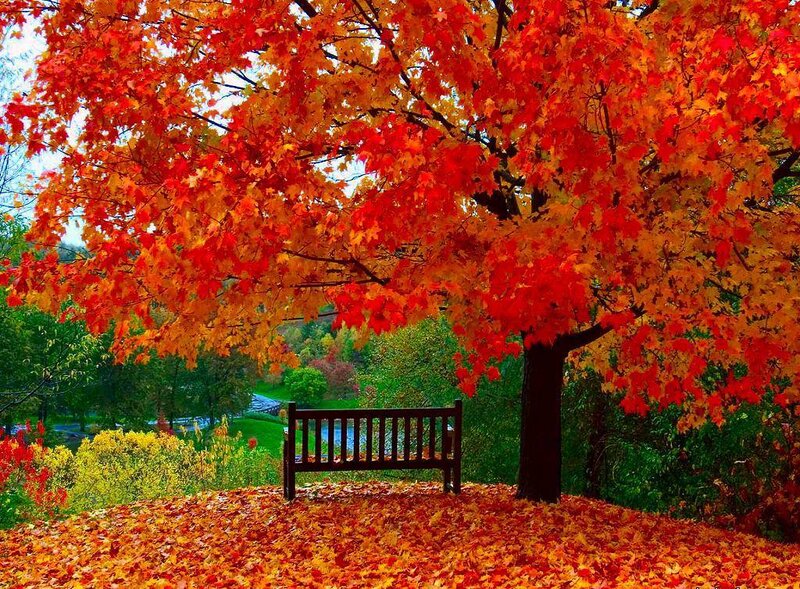 Autumn Tree with Bench — Red, Serene, Photograph