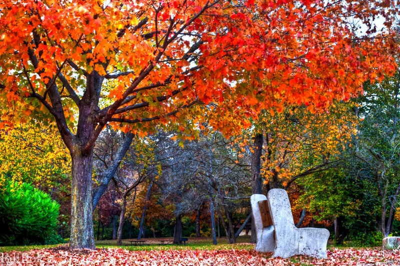 Autumn Tree with Bench — Red, Serene