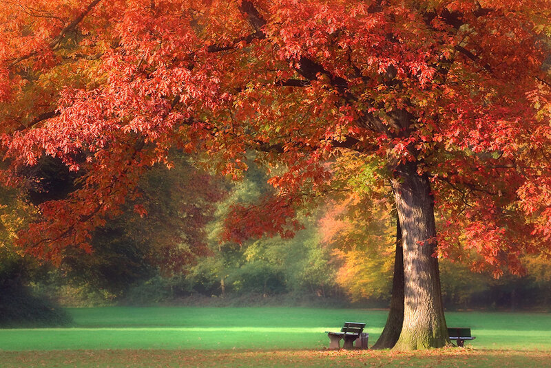 Autumn Tree with Bench — Red