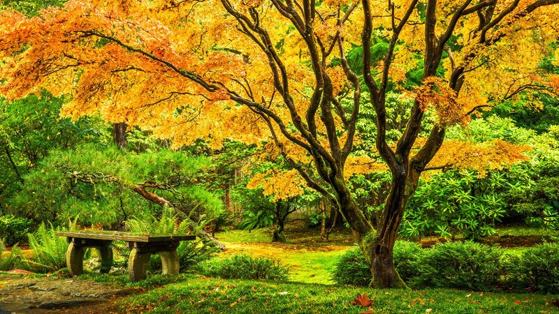 Autumn Tree with Bench — Yellow