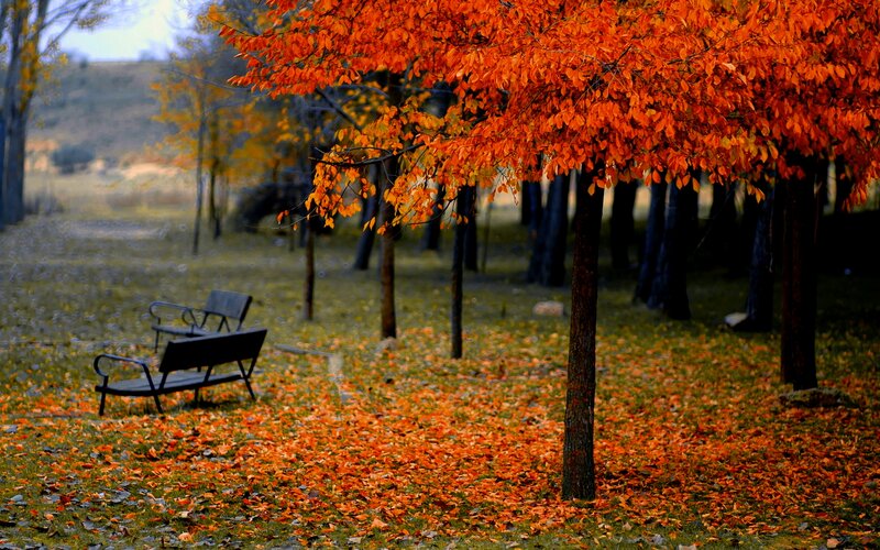 Autumn Tree with Benches — Orange