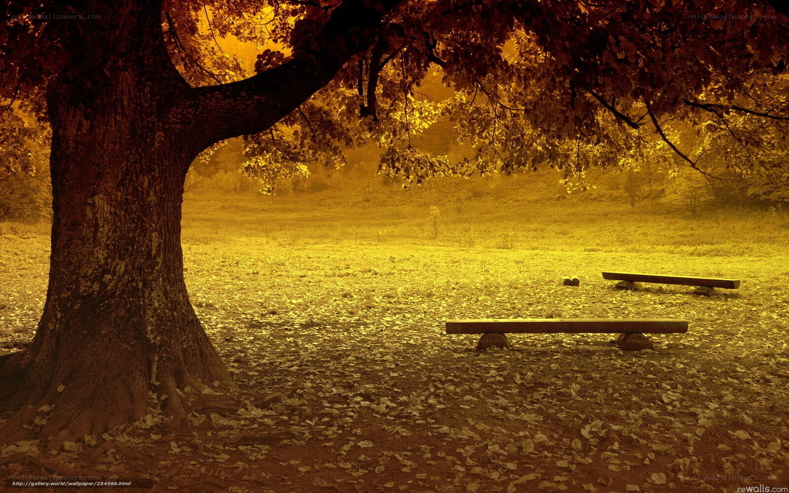 Autumn tree with benches