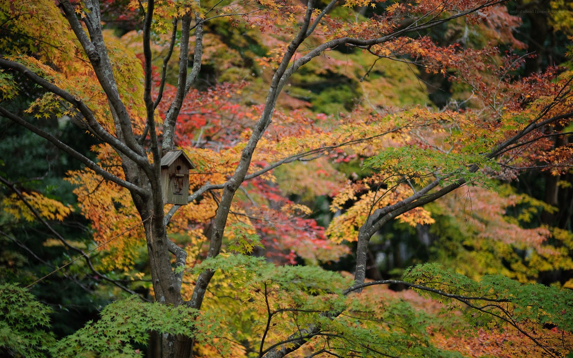 Autumn tree with birdhouse