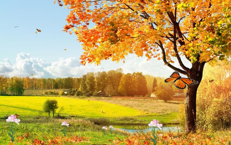 Autumn Tree with Butterflies