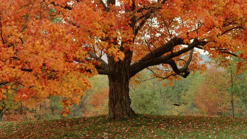 Autumn tree with colorful leaves
