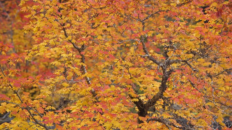 Autumn tree with colorful leaves
