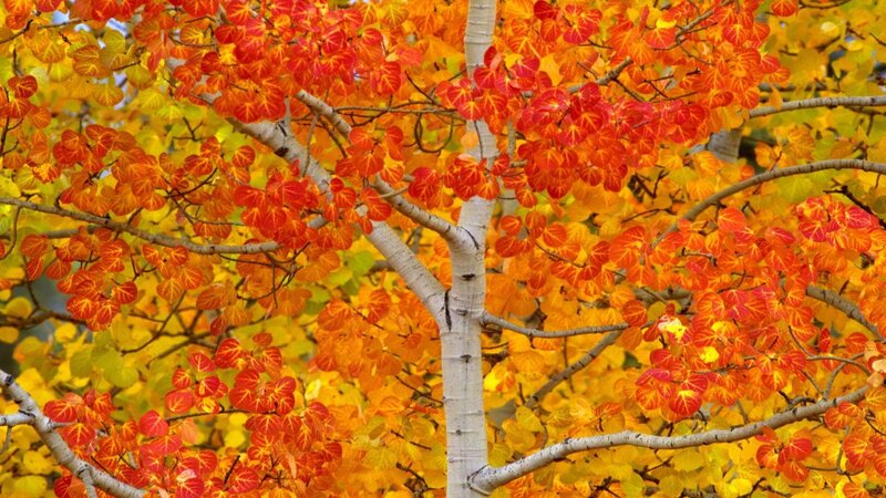 Autumn tree with colorful leaves