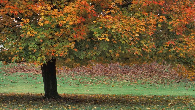 Autumn tree with colorful leaves