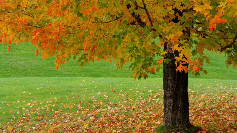 Autumn tree with colorful leaves