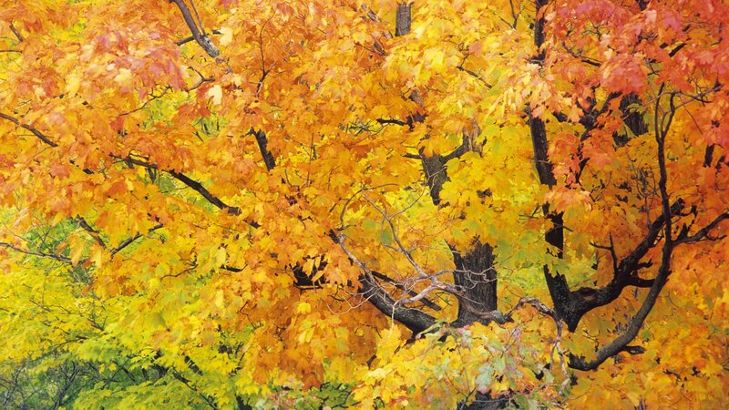Autumn tree with colorful leaves