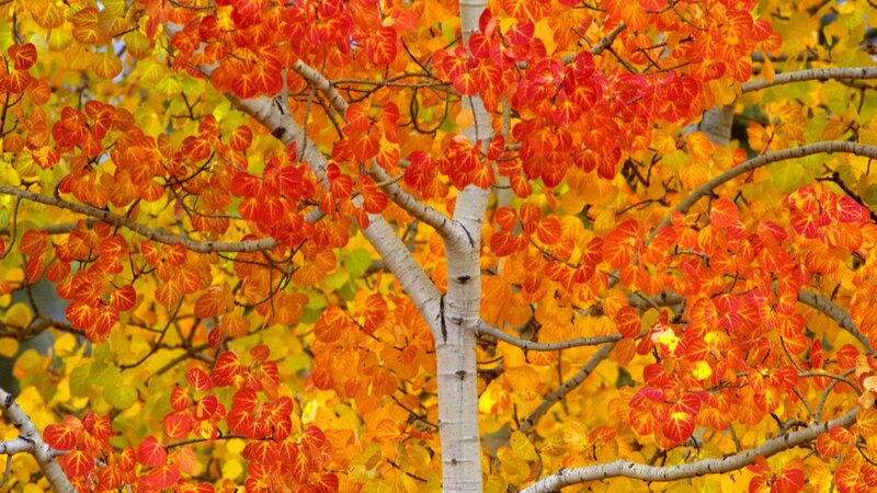 Autumn tree with colorful leaves