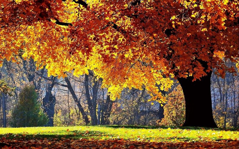 Autumn tree with colorful leaves